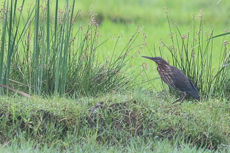 Zwarte Woudaap